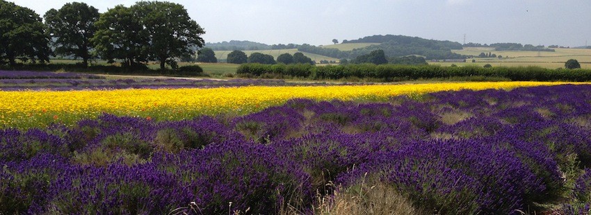 lavender